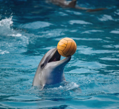 delfines en Mundomar
