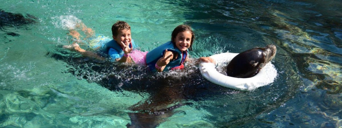 Leones-marinos-terra-natura-benidorm