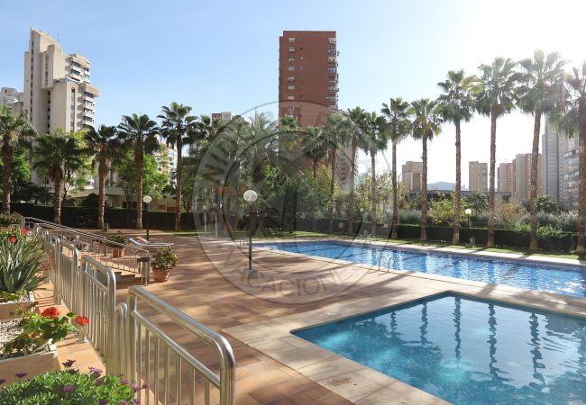 Apartment in Benidorm - PARAISO CENTRO 1 BEDROOM BenidormParaíso