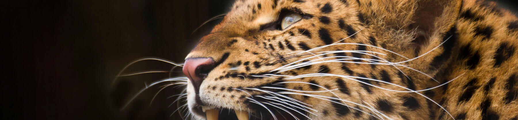 Felino-terra-natura-benidorm